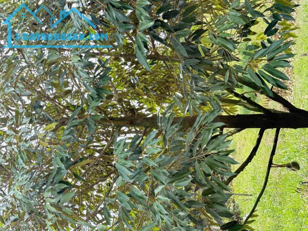 Chủ ngợp cần bán gấp lô đất vườn tại Định Quán giá rẻ chưa từng có - 4
