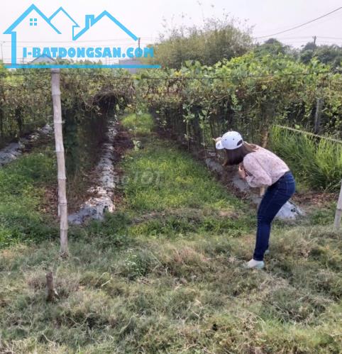 Chính chủ bán đất diện tích 196m2 cách quốc lộ 22 tầm 30m, xã Phước Hiệp, Củ Chi - 2
