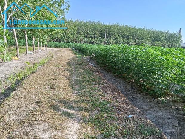 KHU PHÂN LÔ ĐÃ CÓ SỔ RIÊNG TỪNG LÔ --PULL THỔ CƯ --320M2--GIÁ 200TR - 4