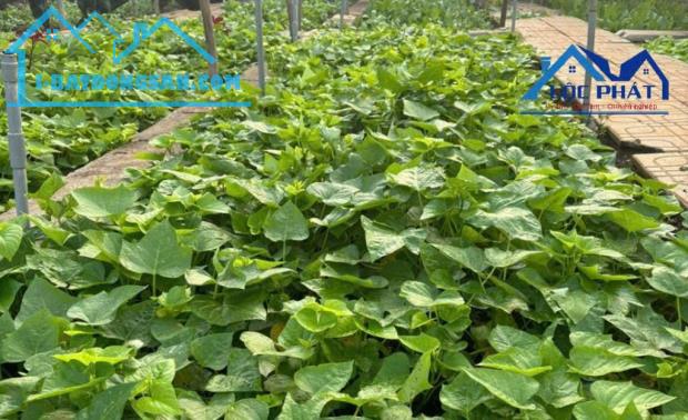 Bán đất full thổ cư phường An Hòa TP Biên Hòa 125m² giá chỉ 1,72 tỷ - 1
