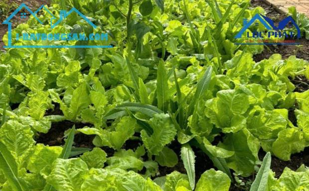 Bán đất full thổ cư phường An Hòa TP Biên Hòa 125m² giá chỉ 1,72 tỷ - 3
