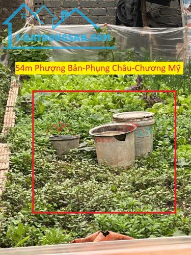 CHÍNH CHỦ BÁN LÔ ĐẤT 54M TẠI PHỤNG CHÂU-CHƯƠNG MỸ-HÀ NỘI