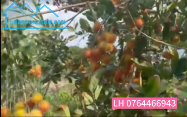 Cần tiền bán lỗ vườn chôm chôm, Bình Phước, 3500m2, 400m2 thổ cư