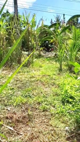 ĐẤT ĐẸP - ĐẦU TƯ SINH LỜI - Chính Chủ Cần Bán Nhanh Đất Tại Xã Phú Tâm, Châu Thành, Sóc - 4