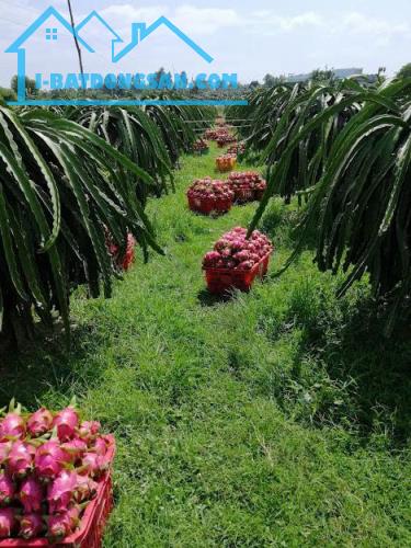 BÁN GẤP 1 MẪU ĐẤT TRỒNG CÂY LÂU NĂM ĐANG RA TRÁI – HÀM LIÊM, BÌNH THUẬN GIÁ CHỈ 2 TỶ 6 - 2
