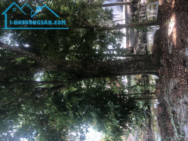 ĐẤT NGUYỄN VĂN THẢNH - BÌNH TÂN - VĨNH LONG - HƠN 10.000 m2 - GIÁ 250tr/ 1.000 m2. - 1