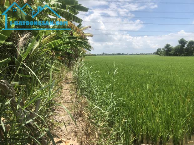ĐẤT NGUYỄN VĂN THẢNH - BÌNH TÂN - VĨNH LONG - HƠN 10.000 m2 - GIÁ 250tr/ 1.000 m2. - 3