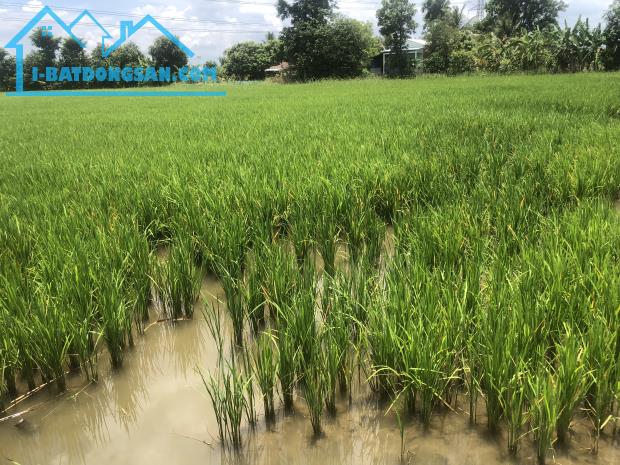 ĐẤT NGUYỄN VĂN THẢNH - BÌNH TÂN - VĨNH LONG - HƠN 10.000 m2 - GIÁ 250tr/ 1.000 m2. - 4