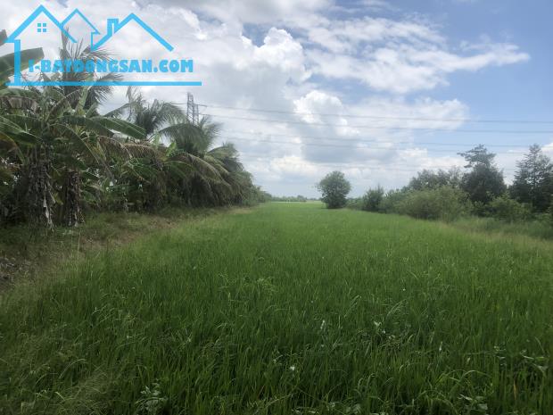ĐẤT NGUYỄN VĂN THẢNH - BÌNH TÂN - VĨNH LONG - HƠN 10.000 m2 - GIÁ 250tr/ 1.000 m2. - 5