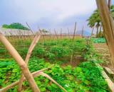 hàng hót đâY ạ. 2 mảnh đất full thổ cư THÚY VÂN- THÚY KIỀU VỪA RA MẮT TRÊN THỊ TRƯỜNG BDMỸ