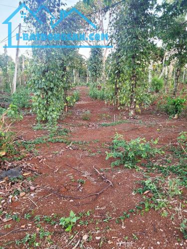 CƠ HỘI ĐẦU TƯ – NGAY LÔ ĐẤT 1.3HA GIÁ CHỈ 650 TRIỆU/SÀO! CUÔR ĐĂNG GIÁP HÒA THUẬN-BUÔN - 2