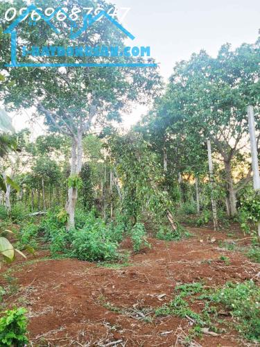 CƠ HỘI ĐẦU TƯ – 1.3HA GIÁ CHỈ 650 TRIỆU/SÀO! CUÔR ĐĂNG GIÁP HÒA THUẬN-BUÔN MATHUỘT -