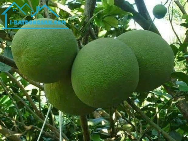 Nói thật là giờ kẹt tiền quá em cần bán gấp lô đất giá ngộp - 3