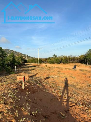 CHÍNH CHỦ CẦN BÁN LÔ ĐẤT ĐẸP TẠI NINH THUẬN - 1