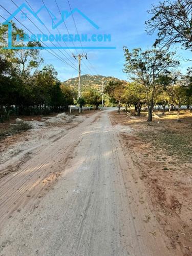 CHÍNH CHỦ CẦN BÁN LÔ ĐẤT ĐẸP TẠI NINH THUẬN - 3