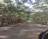 Cần bán 1300m² đất Xà Bang – chỉ 100m ra trục Láng Lớn – Xà Bang