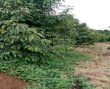 ĐẤT ĐẸP – GIÁ ĐẦU TƯ - CẦN BÁN LÔ ĐẤT RẪY SẦU TẠI Tại thôn Quảng Bình, xã Kiến Đức, Đăk
