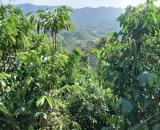 Bán đất vườn view săn mây đồi bát úp Phạm Hồng Thái Đại Lào ( phường 3) Bảo Lộc. 🆘 GIÁ RẺ