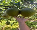 Bán 2150m2 vườn bưởi Trừ Văn Thố, mặt tiền sát DT750