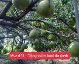 CƠ HỘI ĐẦU TƯ ĐẤT ĐẸP – GIÁ TRỊ BỀN VỮNG TẠI TRỪ VĂN THỐ, BÀU BÀNG