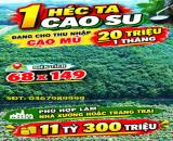 ĐẤT ĐẸP – GIÁ TỐT - CẦN BÁN GẤP CẶP ĐẤT SÀO LIỀN KỀ CẠNH KCN BÀU BÀNG MỞ RỘNG Bàu Bàng,