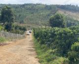 2,2 héc ta rẫy Cà Phê đang cho nguồn thu nhập hàng năm tại Đăk Song