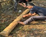 Bán 2 hecta trang trại có hai nhà hai tầng cây đinh lăng và cây gỗ sưa