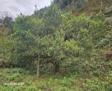 CHÍNH CHỦ CẦN BÁN LÔ ĐẤT TẠI KHU DU DỊCH XÃ TÀ XÙA - HUYỆN BẮC YÊN - TỈNH SƠN LA