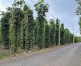 BÁN SIÊU PHẨM ĐẤT VƯỜN ĐẸP - Phù Hợp Cho Mọi Gia Đình