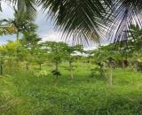 Đất đẹp, diện tích vừa vặn, có sẵn thổ cư – Mua là có thể khởi công xây dựng ngay!