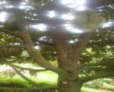 Cần bán gấp vườn sầu riêng, Đồng Nai (Bình Phước), 2000m2, 340tr
