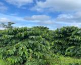 BÁN GẤP 2.9HA MẶT TIỀN ĐƯỜNG BÊ TÔNG 90M - XÃ NHÂN CƠ - NGUỒN THU TỐT