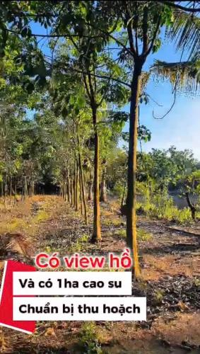 ĐẦU TƯ LÀ SINH LỜI - CHÍNH CHỦ CẦN BÁN ĐẤT VIEW NHÀ YẾN – Xã Trà Tân, Bình Thuận - 3