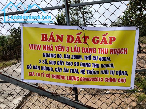 ĐẦU TƯ LÀ SINH LỜI - CHÍNH CHỦ CẦN BÁN ĐẤT VIEW NHÀ YẾN – Xã Trà Tân, Bình Thuận - 4
