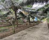 Đất vườn Tân Mỹ Chánh, Tp Mỹ Tho Tiền Giang