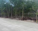 Bán 1148m2 đất Tân Xuân - Hàm Tân chỉ 400 triệu/ sào đường bê tông 6m