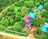 Đồng Nai bán farm rộng 2,5ha đủ tiện nghi sẵn thu nhập cách QL 20 11km giá 22,5ty