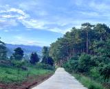 Cần Bán Đất 1.000m² Sát Rừng Thông, Không Gian Nghỉ Dưỡng Hiếm Có Gần Đà Lạt
