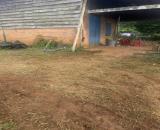 Cần bán nhanh lô đất vườn cà phê đẹp nhất khu vực  thôn 6 Xã Trường Xuân, Huyện Đắk Song,