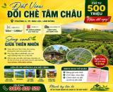 🌿 ĐẤT VIEW ĐỒI CHÈ TÂM CHÂU – CHỈ TỪ 500 TRIỆU NHẬN ĐẤT 🌿