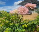Bán đất view săn mây triệu s tại đạ knang đam Rông Lâm Đồng