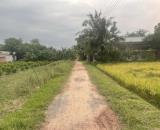 Nguyễn Thị lúa (phủ hồng) Thanh Phước-Gò Dầu