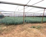 BÁN ĐẤT ĐẸP HỒ THAN THỞ – ĐÀ LẠT 4000M2 GIÁ 6,7 TR/M2 sẵn nhà lồng luôn