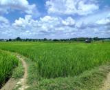 CẦN BÁN 11.677M2 ĐẤT LÚA THUỘC KHU DÂN CƯ XÂY MỚI GẦN ĐH PHẠM NGỌC THẠCH